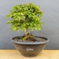 Preview: Carpinus Hainbuche Weissbuche